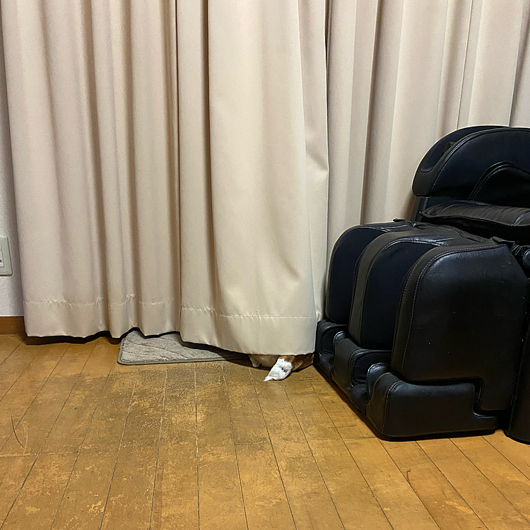 連休に入り友達と出掛けた息子の帰りを
待つタイガー🐯