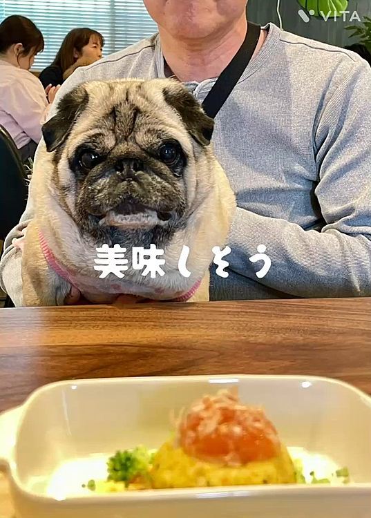 ししまる🐽お豆腐ハンバーグを美味しくいただきました❣️