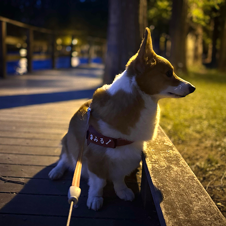 この時期になると夜遊びがお好きなようで、何に対しても興味津々。
