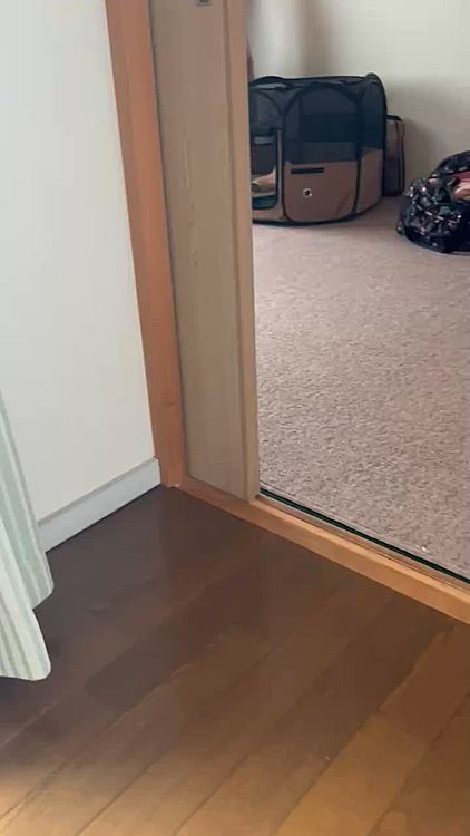 なんでしゅか?撮るのやめてくだしゃい🐶