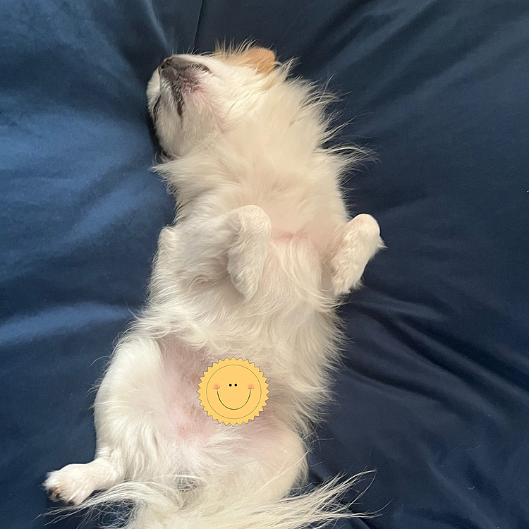 久しぶりのヘソ天写真😆
爆睡してます💤💤💤
