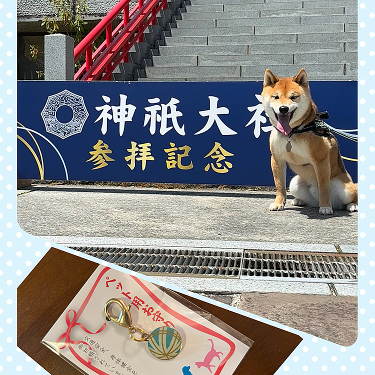 わんこも一緒にお参りできる神祇大社
櫂にお守り買いました