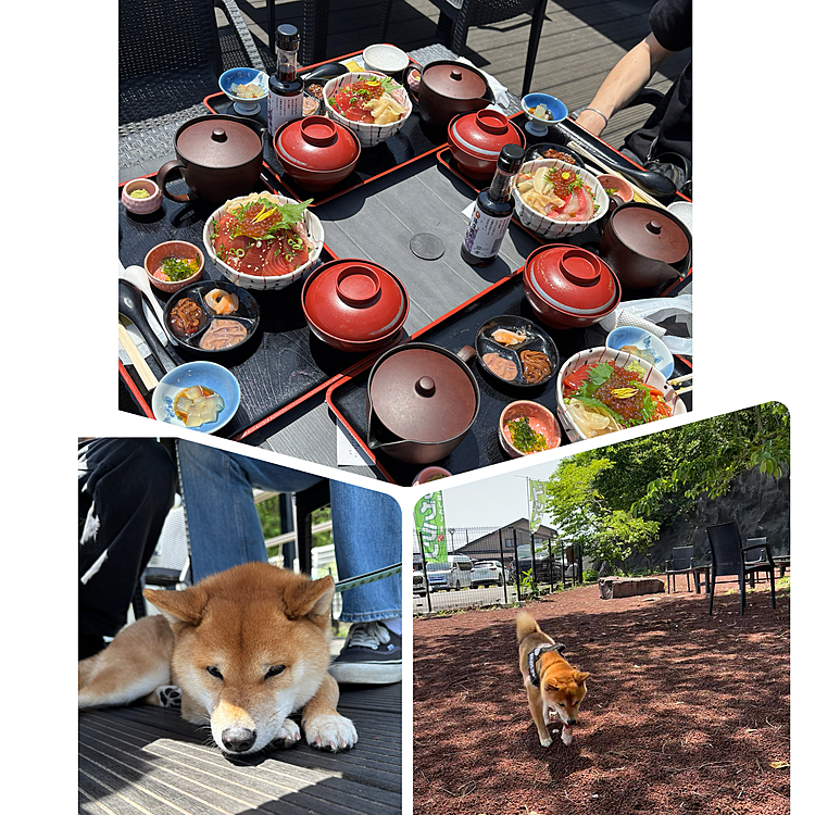 テラス席でのランチでしたが日差しがすごかった☀️
櫂はテーブルの下で涼んでおりこうさんにできました😊
食後はレストランのドッグランでのんびり〜