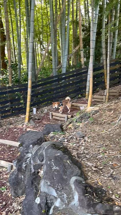 愛犬の駅のドッグランでも遊び、ドッグラン三昧となりました😅