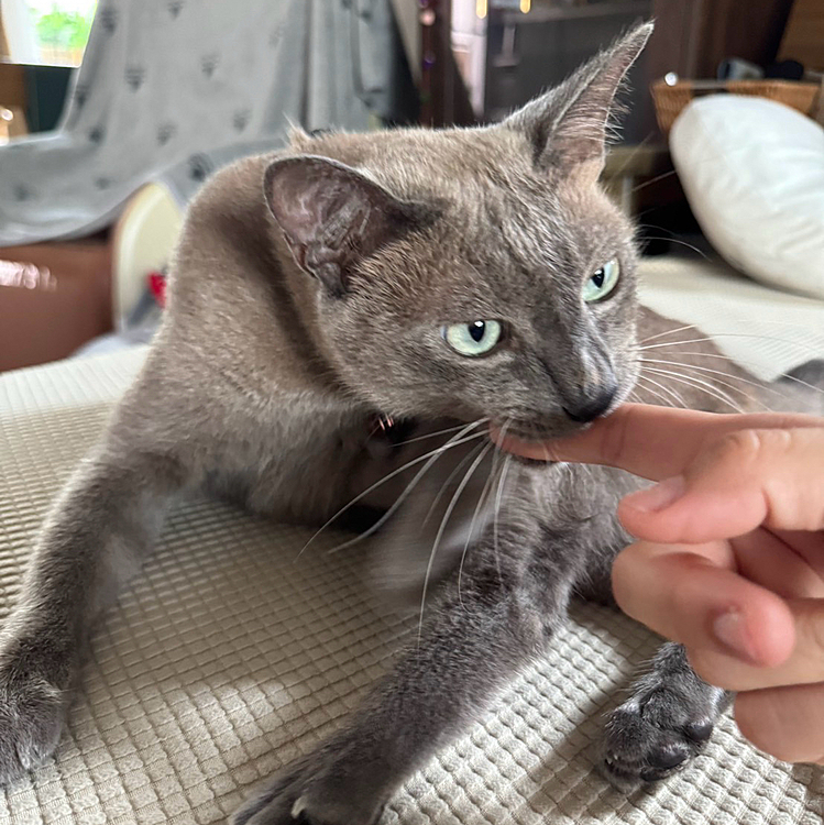 かーさん！あくびの時に指を入れるのやめてくれニャ💢
