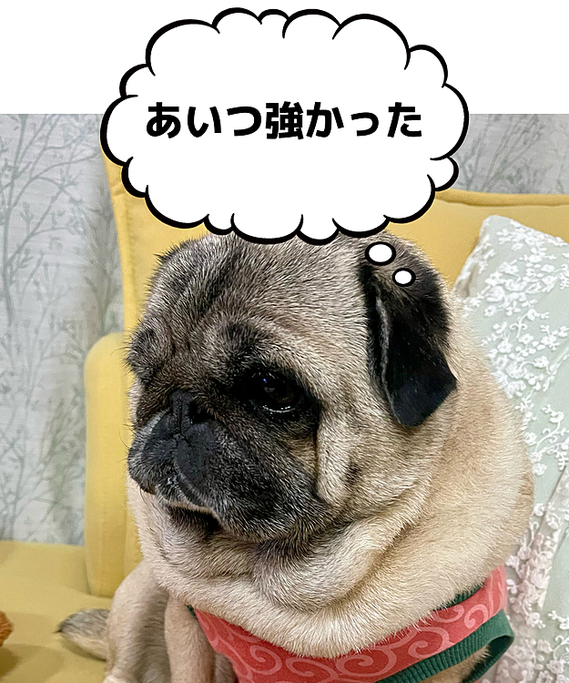 クッション相手に荒ぶれましたが‥