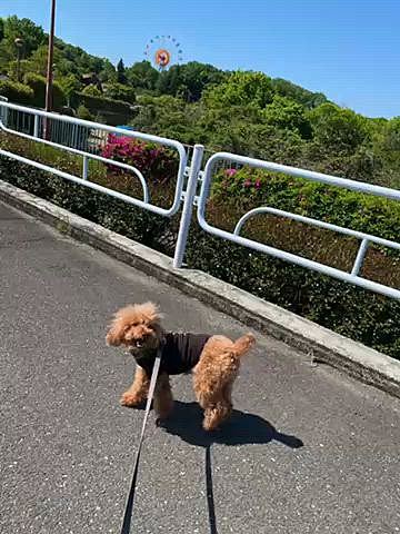 いつものショッピングモールで小さな犬マルシェ♪
お友達へのプレゼントなど購入🎁
缶バッチを作ってもらえたり、たくさんのモフモフ犬にご挨拶したり楽しかったです✨