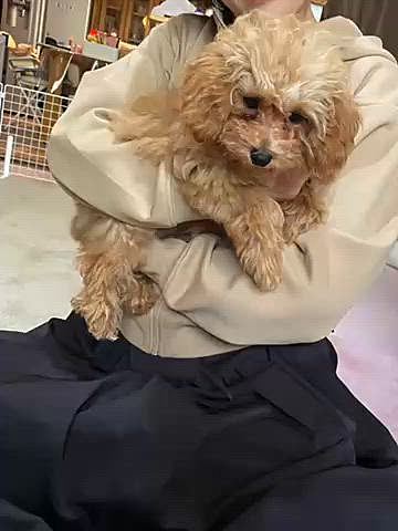 昨年13歳で愛犬のトイプーを亡くした地元の幼馴染の友人、娘ちゃんの受験も終わり入学式終わりに立ち寄ったペットショップでご縁があり新たにトイプーをお迎えしたので会いに行ってきました💗
職場の知人とこの友人がたまたまママ友でその方も最近キャバリアをお迎えしたので合流😍
友人のトイプーがめっちゃ元気で昔のハッピーみたいで笑えた🤣
プレゼントしたロープのおもちゃも気に入ってくれたみたいで良かった🪢