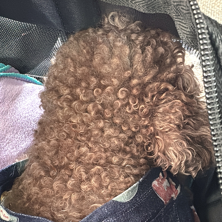 バッグインのライちゃん

行きはヒンヒン鳴いていましたが
帰りは怖くないライちゃん





