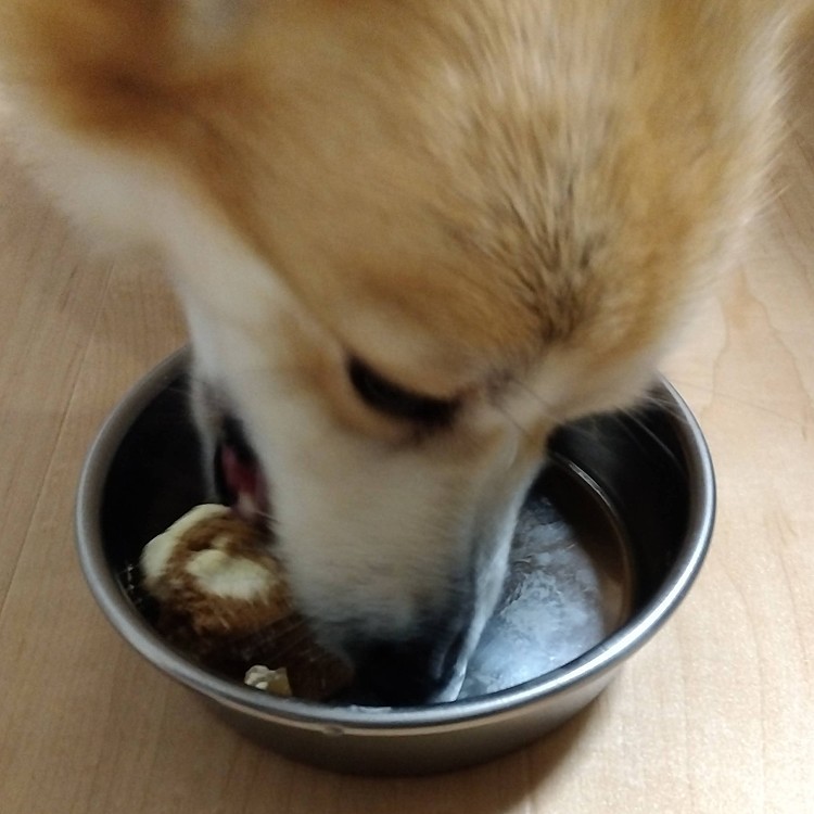 どっちも美味しかったみたいです。

13日には狂犬病の注射を打ちに行き、
体重少し増えてました😁