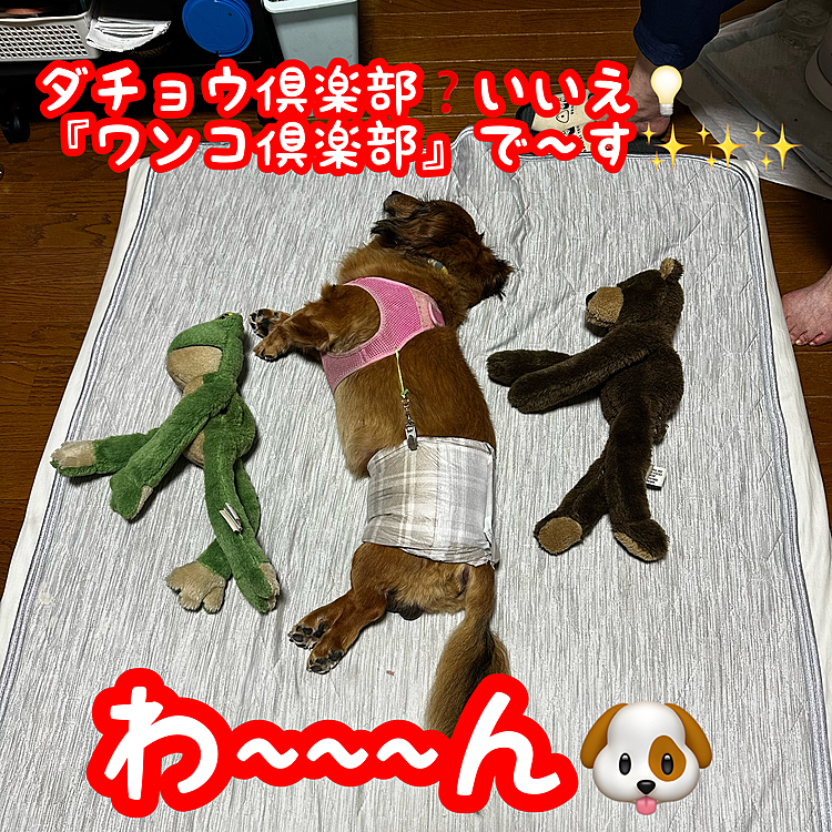 ぬいぐるみにも同じ格好をさせてみました😆😆😆
『ヤ~~~‼️』ならぬ『わ~~~ん🐶』🤣🤣🤣