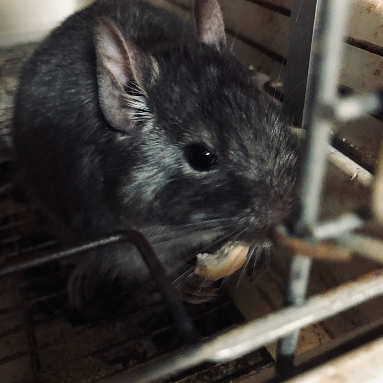 久しぶりのレン君投稿です
クッキーをもらってご飯そっちのけでもぐもぐしてます。
ご飯もちゃんと食べてね