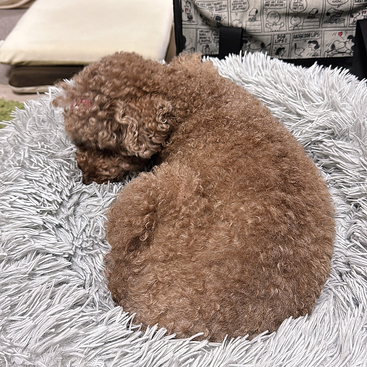 行きつけ医を受診して３日目に今度は下痢をしました(5/16)

ご飯を食べないし元気がないので

夜間の救急病院に行きました

検査をされて膵炎だと言われました





