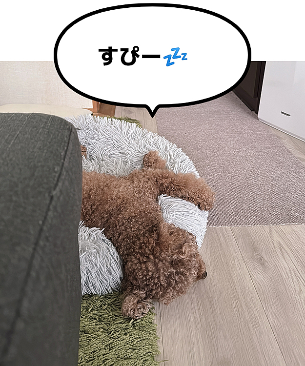 夜間の救急は大袈裟かな？と思いつつ受診し、

大きな病名を告げられ

思いの外ショックでした

辛そうなのが飼い主には1番堪えますね😢

食べ物など難しいですが、いろいろ試してみます

もうこの写真は完全に寝てますよね








