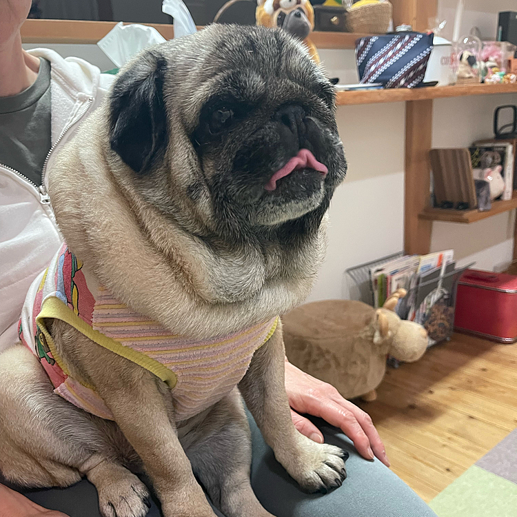 とうちゃんゴルフクラブのヘッドカバー新調しました🐽