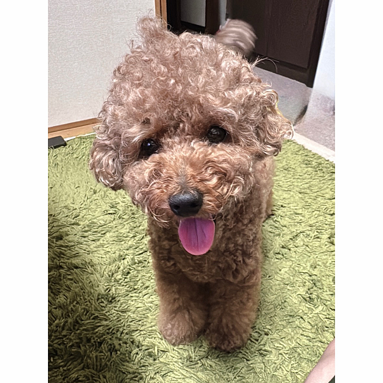 アレルギーなんですけど
鶏肉もアレルゲンに出てますが、数値がそんなに高くないのと

たぶん肉や魚の脂身のところに出ると思うのでささみは大丈夫かなと

「ドクターもささみはあげて大丈夫ですよ(脂質が低いから)」
と言ってくれたし

鳥ささみが大好物になるライちゃんです

ブロッコリーとかにんじんを入れてレンチンすると出汁が染みてすごく美味しいみたいです






