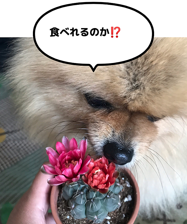 ぽんずandのえる　の投稿