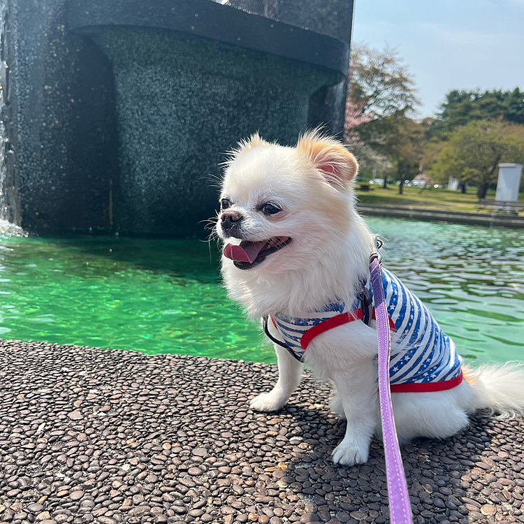 2025/5/31(土)
こんばんは🌙またしてもご無沙汰しておりました！サボりすぎました🙇‍♀️
5/12実家にて。まだ遅咲きの桜があるかなとお昼に公園に行きました😊とてもいいお天気でした☀️