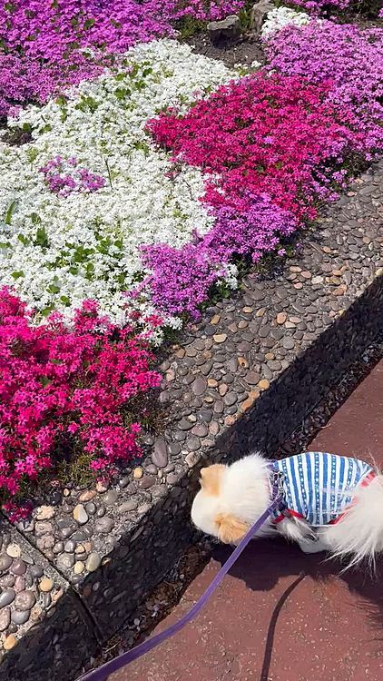 芝桜きれい🌸✨噴水も気持ちいいね😊⛲️