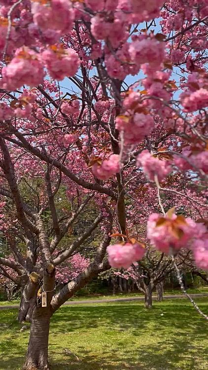 八重桜が綺麗だったのでシネマティックモードでいい感じに撮影していたら唐突に💩モード😂
朝もしたよねー？うんち😅