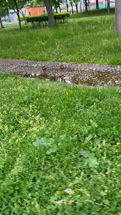 5/24
ポコちゃん大好き昭和公園
私の休みは月土なんですが、月曜日は実家の用事が多いので、ここに来るなら土曜日って思ってるのに、ずっと土曜日は雨で天気悪くなかなか行けなくてようやくこの日行ってきました。
だけど曇り空で寒かったです🥶
鴨さん🦆がいたけどポコちゃんは全く興味なし😅それどころじゃないらしい🤣
