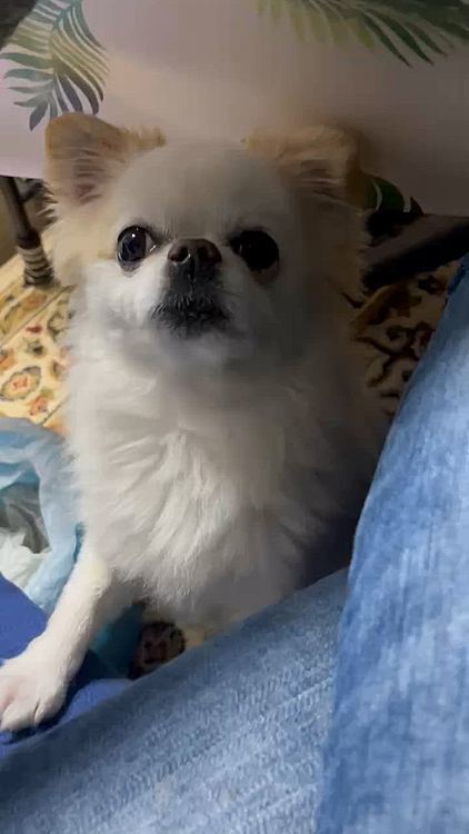 5/26実家にて。
ばぁちゃんにお米🍚をもらえなくなったらママのところに来るポコちゃん🐶
クレクレ催促しております🤣