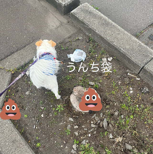 最近めっきり新たな💩袋が落ちてる事がなくなったなぁなんて思ってたんだけどまた発見しました😓
しかも真ん中の切り株には日もまだ浅そうな大きい💩
左には干からびた💩
ポコちゃんがそこ横切るから焦りました😱💦
なくならないなぁ。放置💩😓