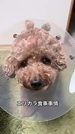ご飯はエリカラ取って食べないとです💦

お水も飲みづらそう

目薬が2本、軟膏１本、飲み薬

でも、食欲はあるよ！

目薬のあとはご褒美もらうし！






