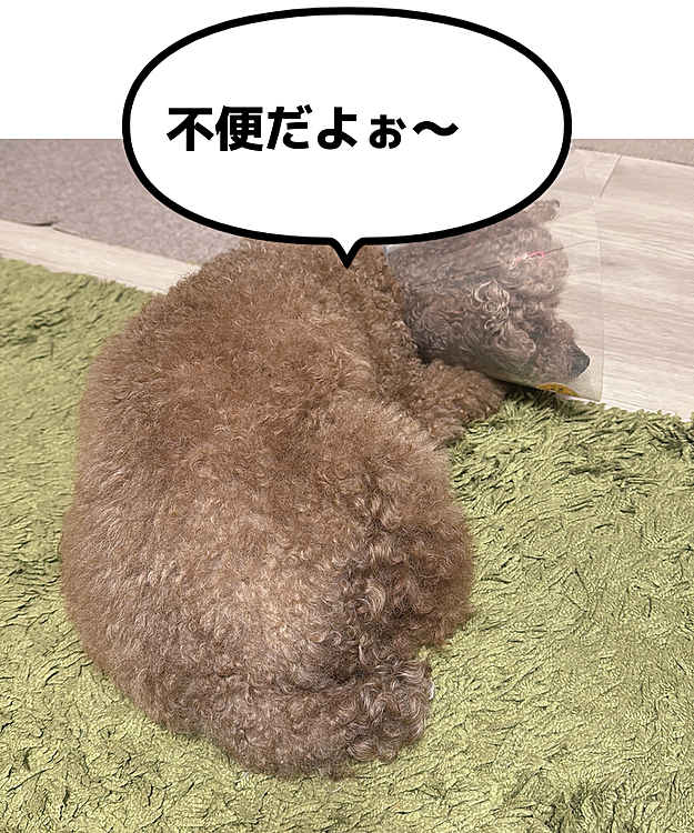 先々週から数えたら、会社より病院の方が断然通ってる💧💧💧

いじけたり、シュンとしちゃうかなと思ったけど
これでぐーぐー寝たり、ガコガコぶつかっても平気で歩いてます












