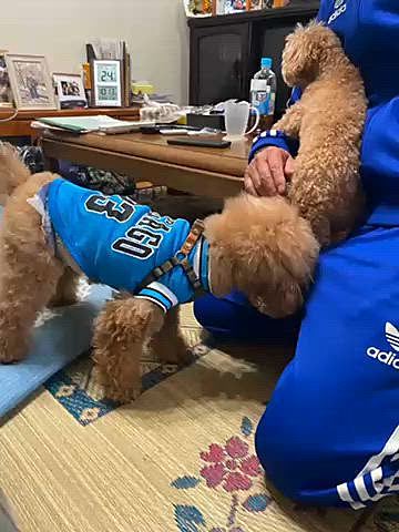 義母に会いに行ったら義兄と従姉妹犬のハピ子ちゃんも来ていました🐶
シャイでビビりなハピ子ちゃんに追いかけられたり吠えられていたけどヘコタレないハッピーです🤭