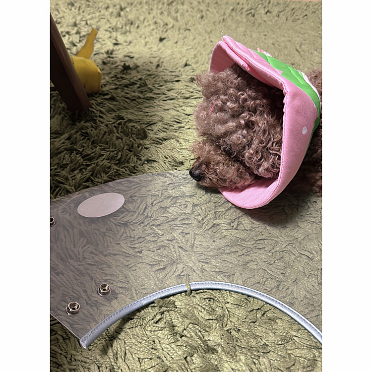 １歳前に避妊手術したんですが
そのとき用意したイチゴ🍓のエリカラ
笑っちゃうほどちっちゃー🤣🤣🤣

この透明度あるやつは病院で買わされたんだけど
開いてる方が当たると痛いんですよ
切り傷できた😵😵😵

散歩でガコンガコン擦り、更にシャープになってて

でも、１週間の予定だし
注文している間にいらなくなるかもしれない






