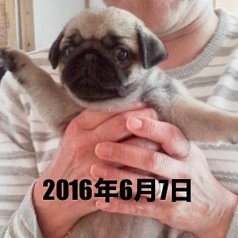 昨日6月7日はししまる🐽うちの子記念日でした㊗️
とうちゃんの手のひらに収まるくらいでしたが‥