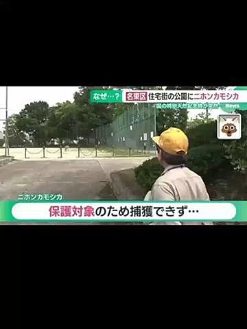 DOG DEPTわんわんパトロール隊に入隊すべく近くの店舗へ🏬
いつものお散歩で街の安全安心に役立つ地域の見守り活動をします🐾
その前にお店から少し先にある公園へ🚲
先週名古屋市内で特別天然記念物の日本カモシカが現れた公園です😅
前日には無事に捕獲され山へ戻されたそうです🦌
この日は暑かったので日陰の多い場所でお散歩楽しみました🐶