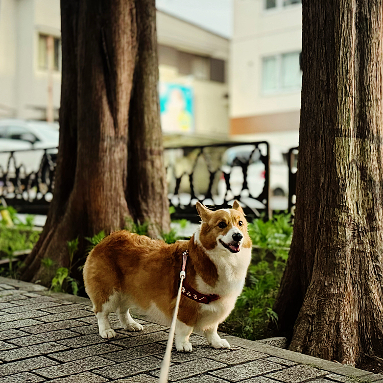 雨の日のお散歩はあまり好きでは無いのですが、今日はどうやらご機嫌な様子。