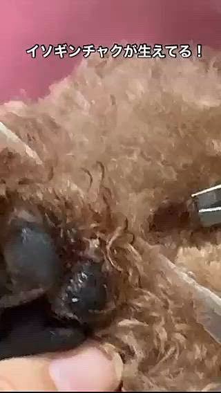 トリマーさんからご指摘受けて
よくよく見ると
な、なんと!イソギンチャクが生えてる😱
乾いた状態だとタコのような…
他の足はただれているしびっくり
くせ毛で見えなかった!
結論からいいますと、
2日後くらいに無くなってました😳