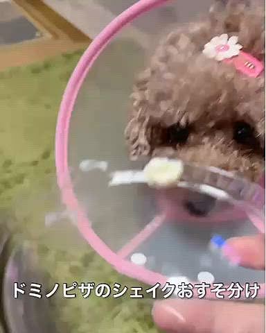 病院から帰り、ドミノピザを頼んだ時シェイクも頼んだので、ちょびっとなめさせてあげました
ハッピーミルクとゆーのが、牛乳のアイスみたいで美味しかった
フタにくっつけてあげたら、エリカラが邪魔をして
パコんとひっくり返してしまい
フォークであげました
意外とムカつかず食いついてきたライちゃん🤣