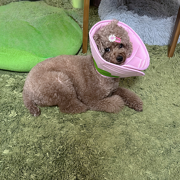 爪のあたりをバリカンで刈ってみたら、
あちこちただれてて
ノルバサンで洗い、
もらってあった消毒液を付けたら
受診の時はかなり治ってて
「すごかったんですよ!」と言ったけど信じてもらえた?
蕁麻疹がひどくて受診したけど、
受診したときには引いていた過去の自分を思い出す飼い主でした😅
というわけで、ライちゃんの治療はお目目から皮膚炎に移行し、
まだまだ通院するし、エリカラも着けての生活になります
スイカとかピンクの透明のやつとか買い出しました