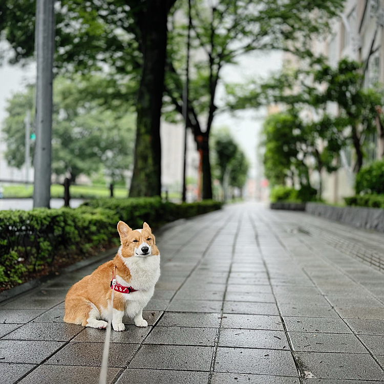 雨足が強かったのですが、自治会費納付のためコンビニATMまで付き合ってもらいました♪