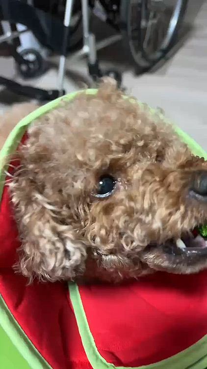 エリカラやら車椅子♿️やら

ツッコミどころ満載ですがどーにかやってます

ライちゃんもずーっとママが居るから寂しくないの

今日はスイカ🍉のエリカラです




