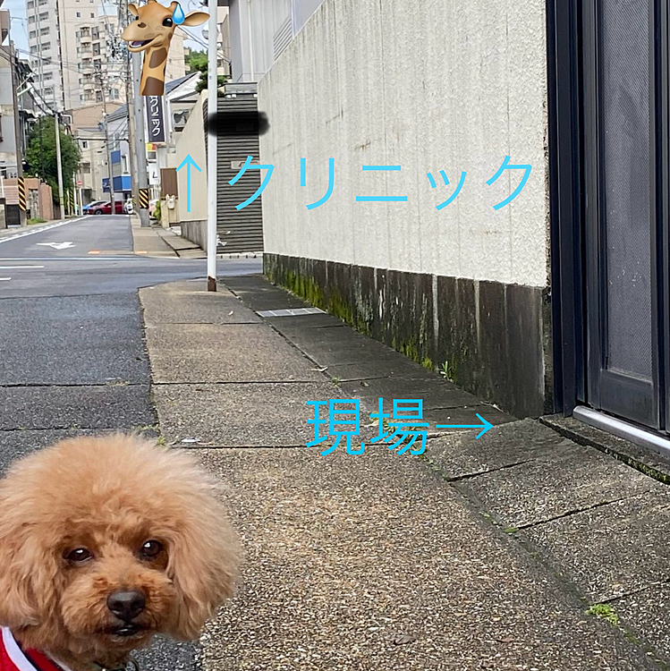 すぐそばにクリニックがあるので向かったら看護士さん2名が来てくれ男性のかかりつけ医との事だったのでバトンタッチして帰宅しました😮💨
今日のような猛暑日だったらと思うとゾッとしますが本当に良かったです。
そんな事もありドッグデプトのパトロール隊に入隊し少しでも街の平和に貢献出来ればと思うハッピーなのでした🐶
この写真は別日に撮影しました🐾