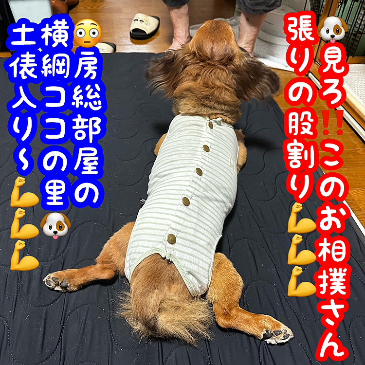それにしても…股関節どぉなってるんだ⁉️💦
ココちゃん🐶💦💦💦