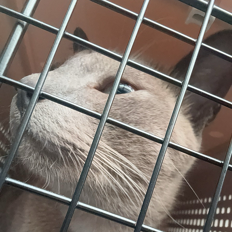 今日はのみとり薬をつけにクリニックへ行きました。クリニックはとても苦手です。