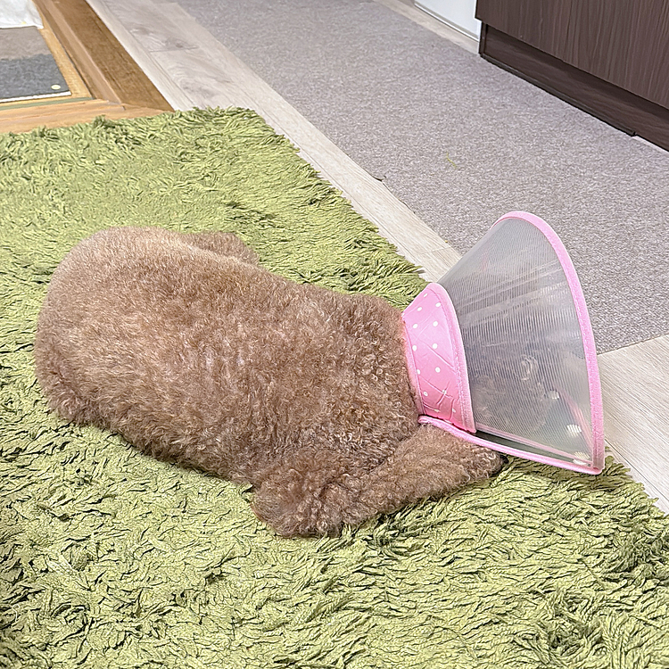テレワーク中、視線を感じ、ちっこしました

片付けている間にカーペットに下痢💩を…

以下、骨折していることを加味して読んでください

カーペットをお風呂で洗い、

病院に行く用意をしていたら

ピンポンと鳴り宅配便です

さっきまでシュンとしていたのにテンション高めでハッハッって玄関から出てしまうし

寝室の除湿機がピーピー鳴って水捨てろって言うし

もー、イラつく要素しかない❗️






