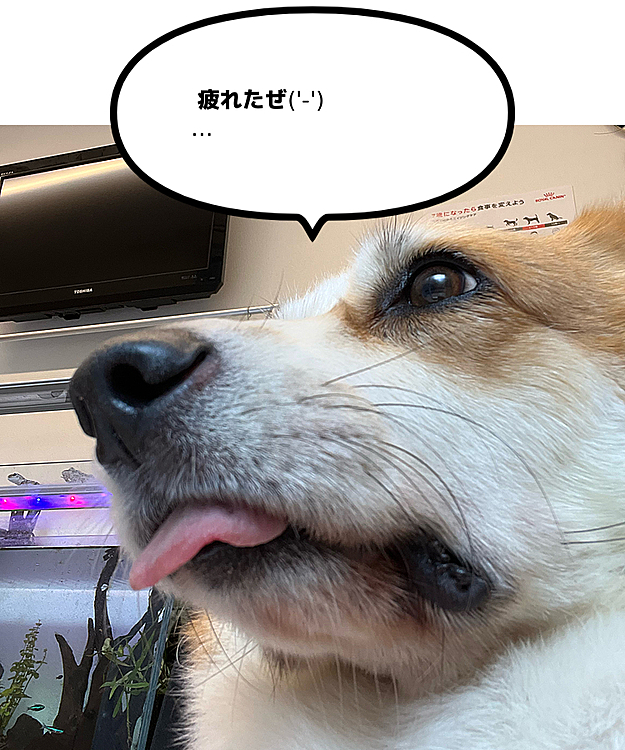 くぅさんも中年期…全身健康診断してもらいました‪ ·͜·

やや太めだけど、今のところ問題なし

足が短いのが気になるかなぁ😂