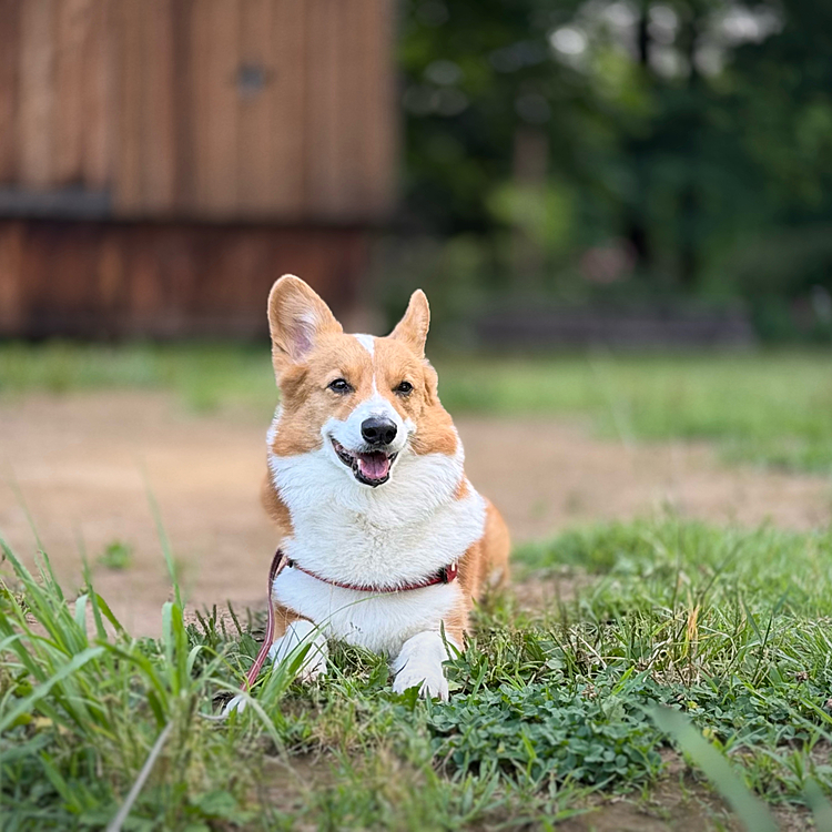 暑くなる前に急いでお散歩のつもりでしたが、もっといたいみたい。