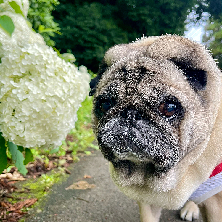 危険な暑さから解放😮‍💨
梅雨空の下、朝んぽ行ってきました🐾
