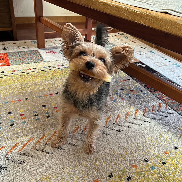遊んで欲しいバール