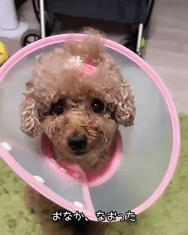 お腹治ったみたい
さっそくおやつもらっちゃう子
「ちゃんと噛んでね」と言われ
ちゃんと噛む子