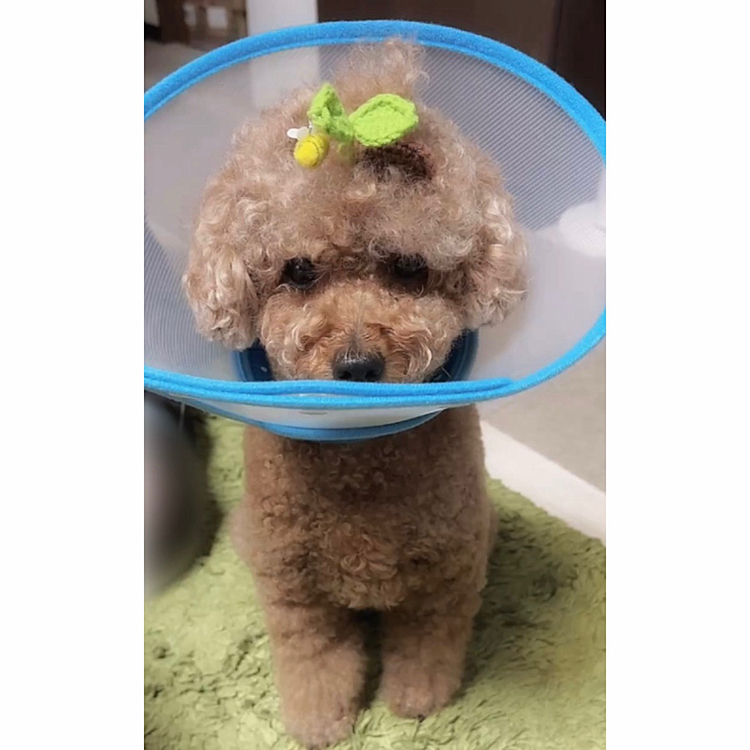 もう、これファッションだから!
とでも言いそうな顔
お風呂いれたけど、エリカラされる
葉っぱ🌱にハチ🐝さんつけてます