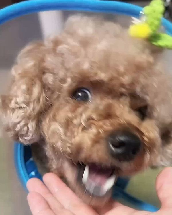 ドライフードを食べるライちゃん
心を入れ替えたのか?